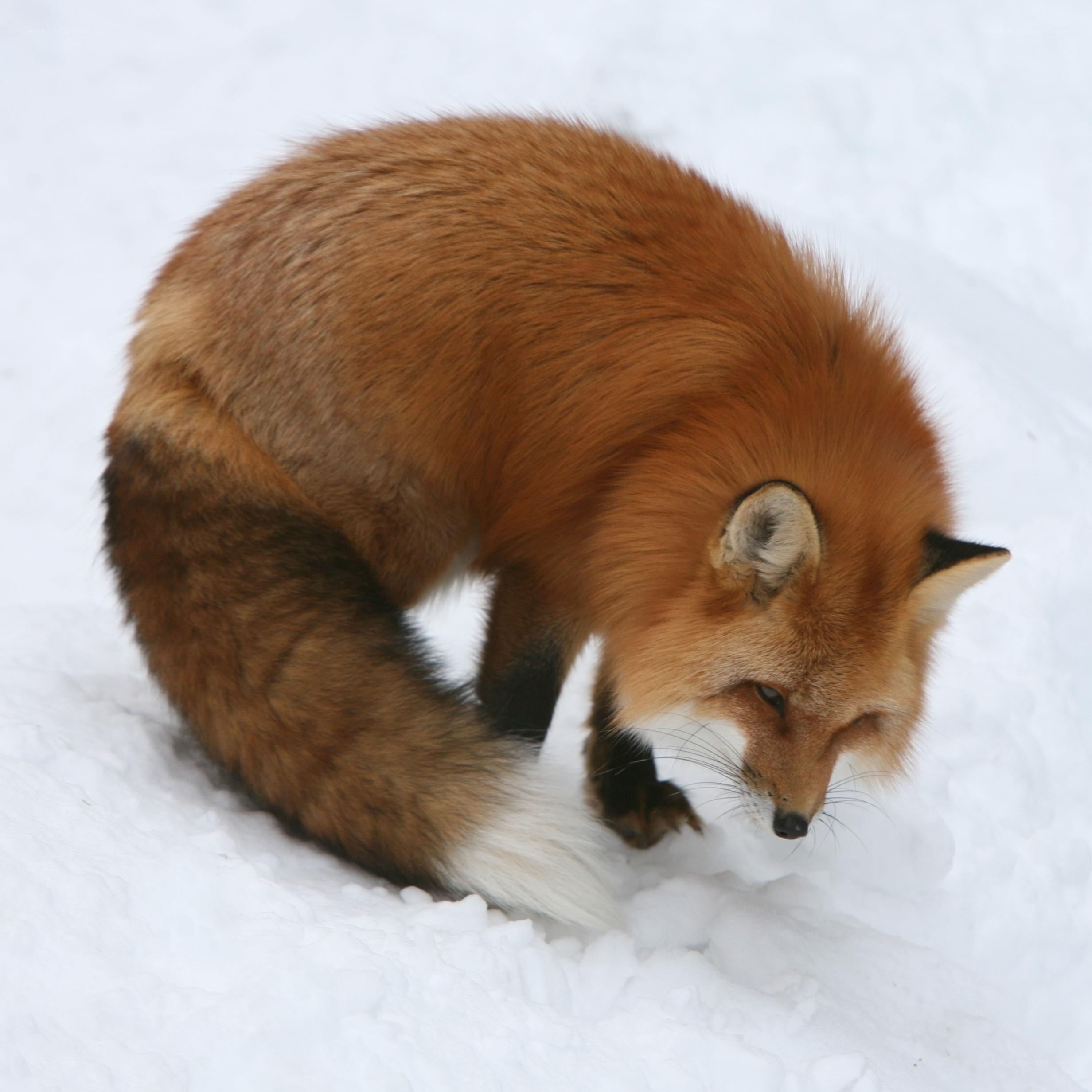 Red fox in the snow
