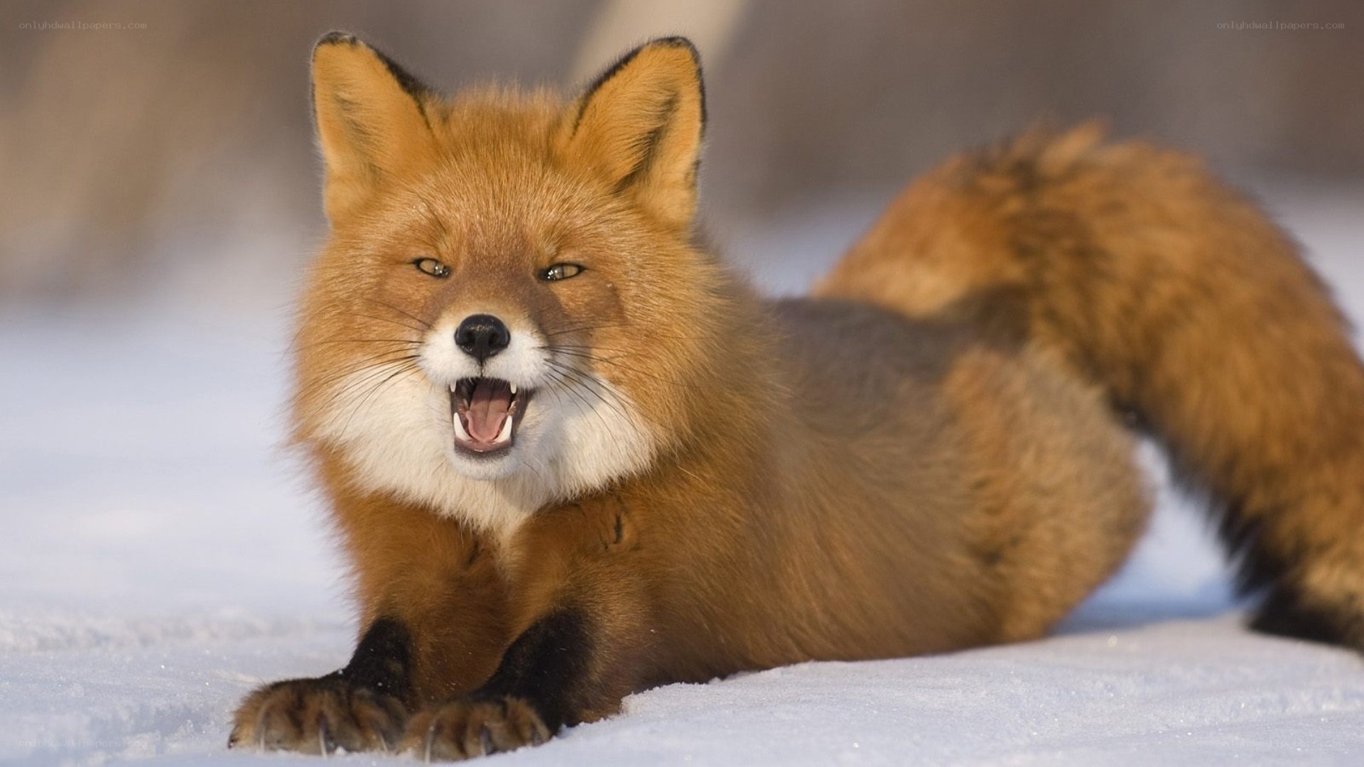 Red fox in the snow