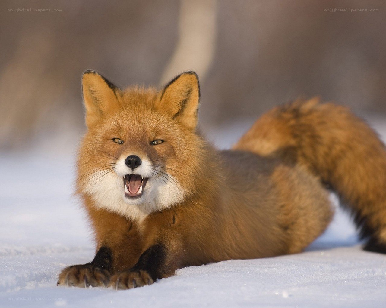 Red fox in the snow