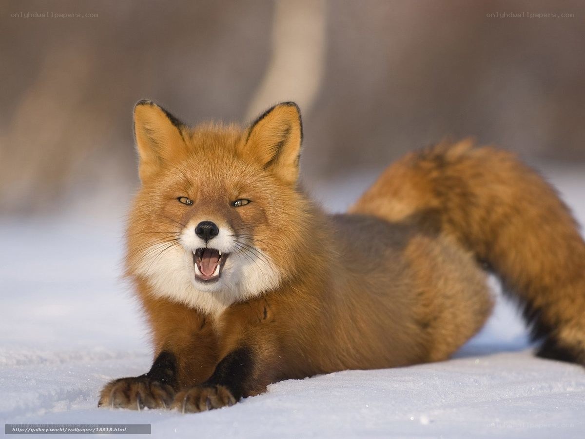 Red fox in the snow