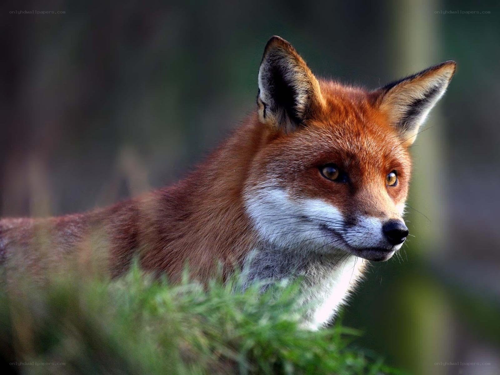 Red fox in the wild