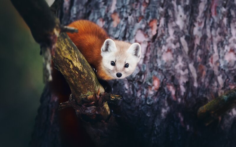 Red Fox in Tree — Brown