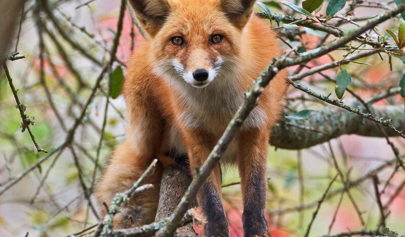 Red Fox in Tree — Orange