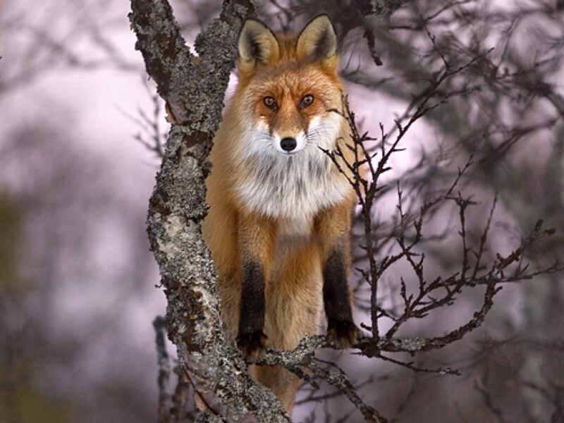 Red Fox in Tree