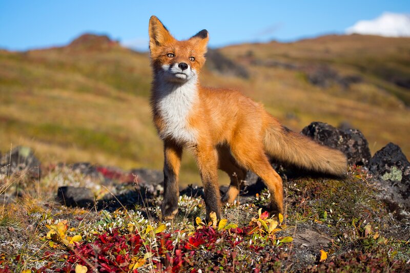 Red Fox in Tundra