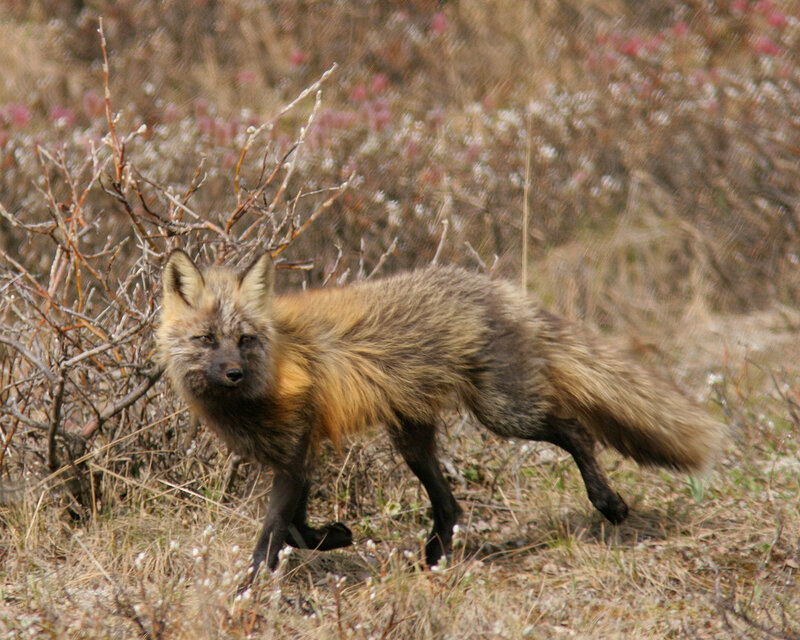 Red fox in wild shrubbery