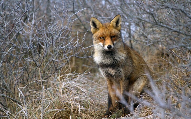 Red Fox in Winter — Brown