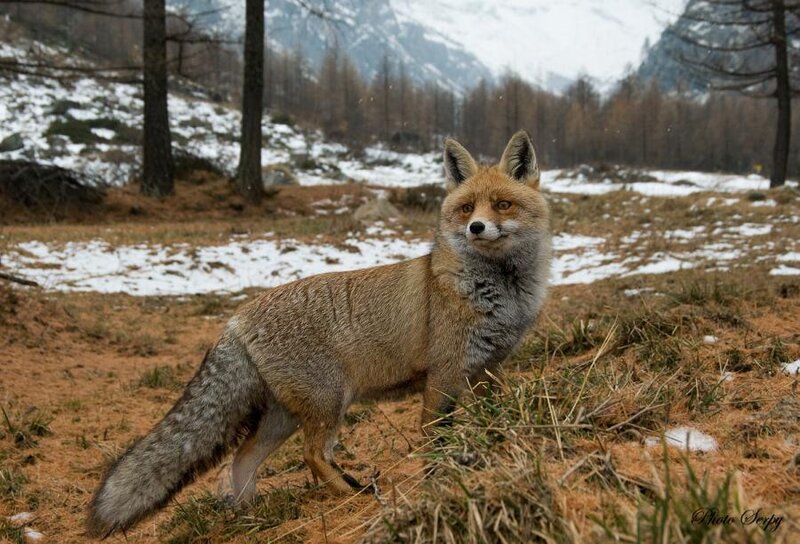 Red Fox in Winter