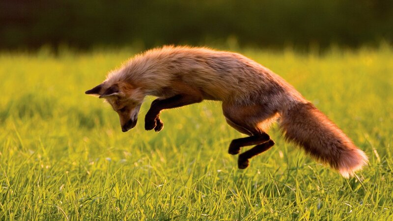 Red Fox Jumping — Green, Dynamic, Sunset