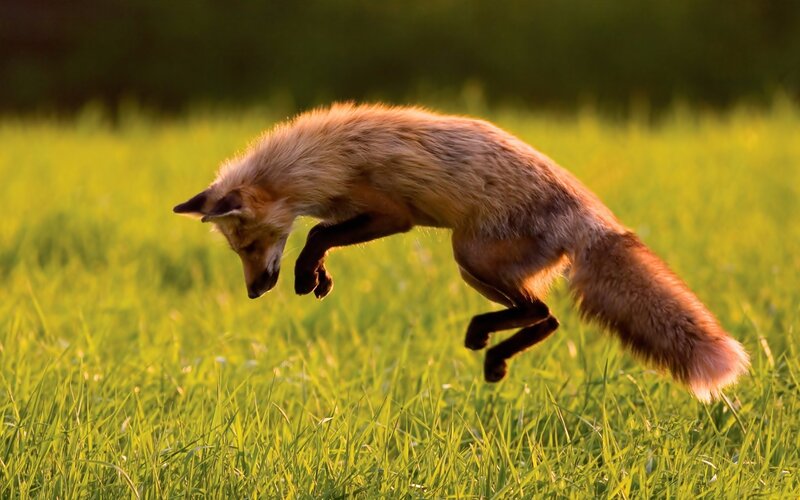 Red Fox Jumping — Green