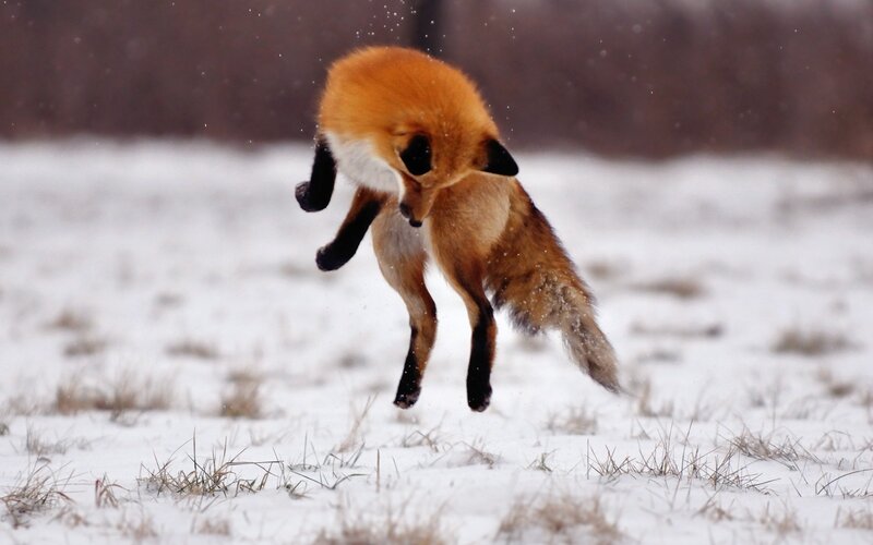 Red fox jumping in snow