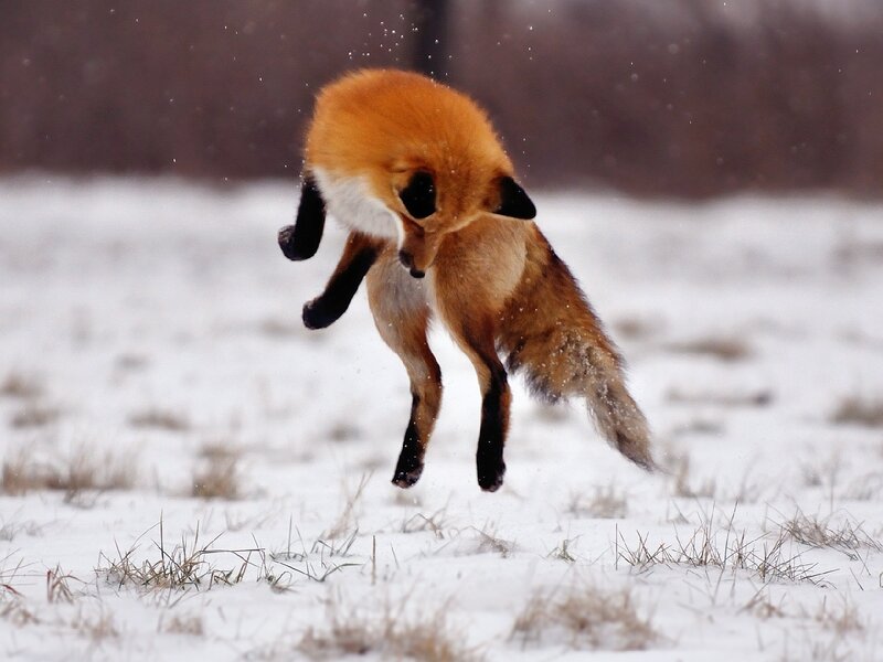 Red Fox Jumping — Orange, Dynamic