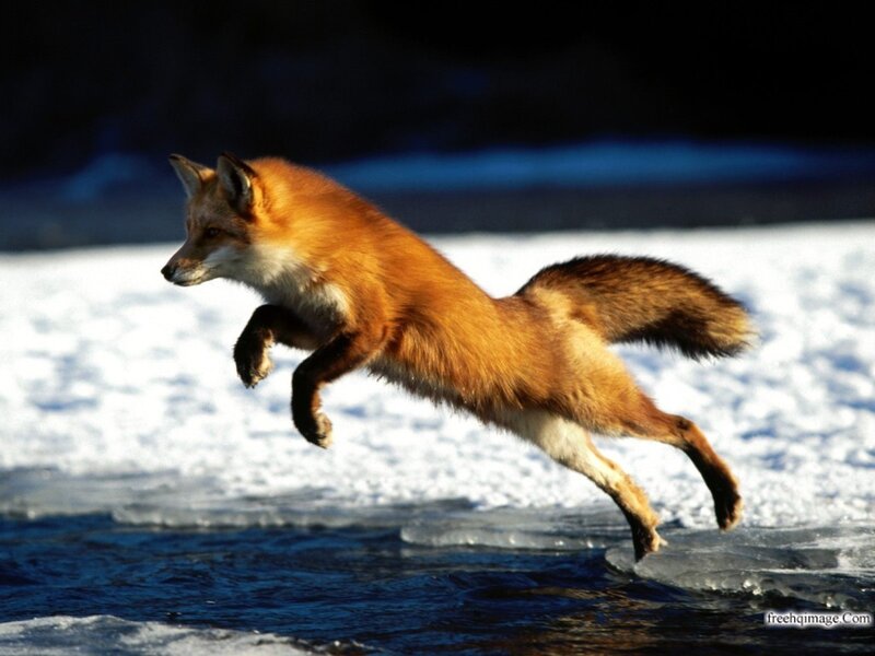Red Fox Jumping — Orange, Dynamic, Winter