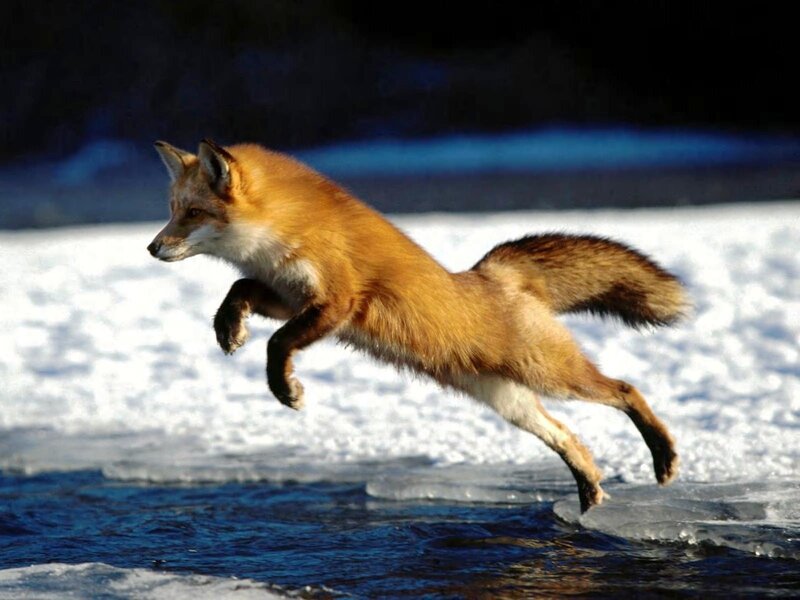 Red Fox Jumping — Orange