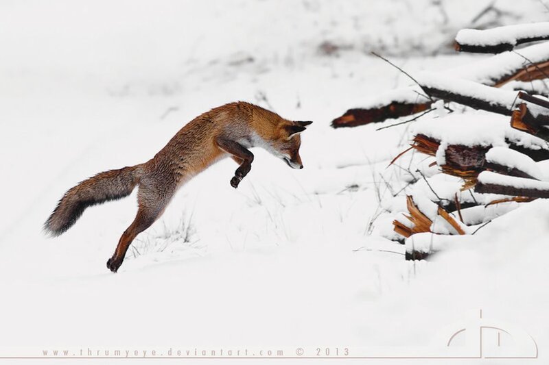 Red Fox Jumping — White, Dynamic