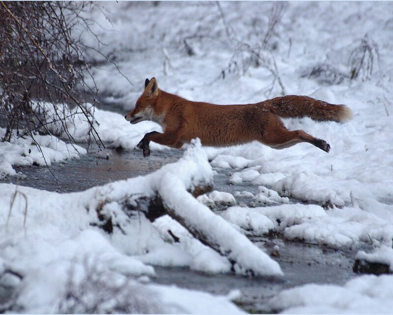 Red Fox Jumping — White