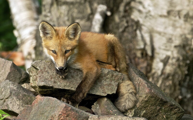Red Fox Kit — Brown, Alert, Afternoon