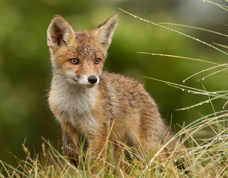 Red Fox Kit — Brown, Alert