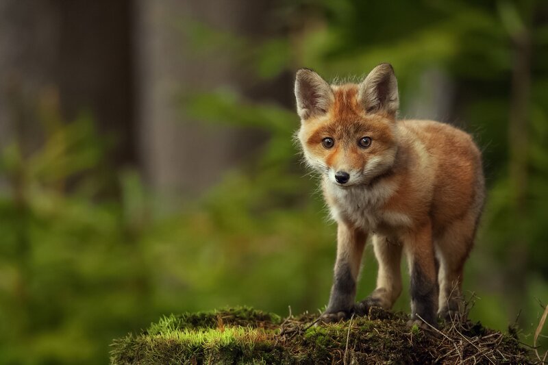 Red Fox Kit — Brown, Curious