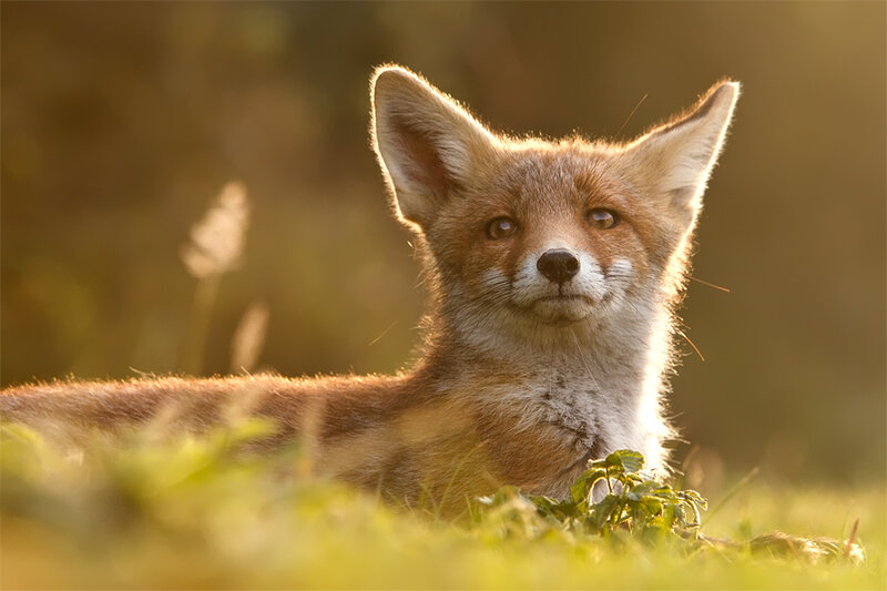 Red Fox Kit — Brown