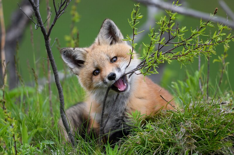 Red Fox Kit — Green, Playful