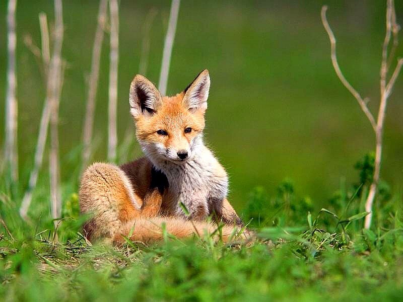 Red Fox Kit — Green