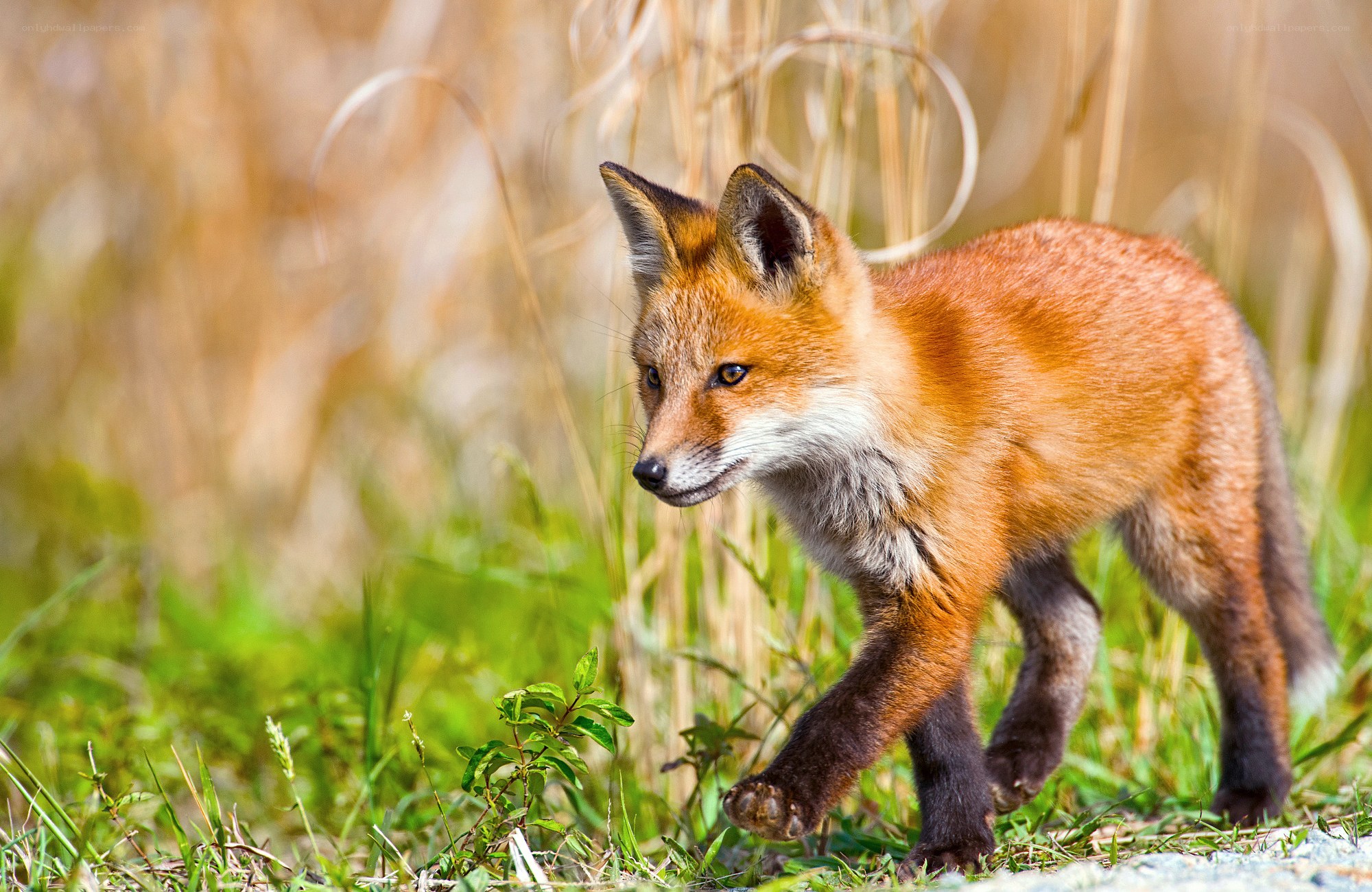 Red fox kit in grass