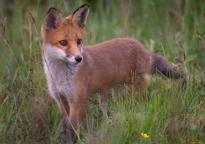 Red Fox Kit in Grass — Brown