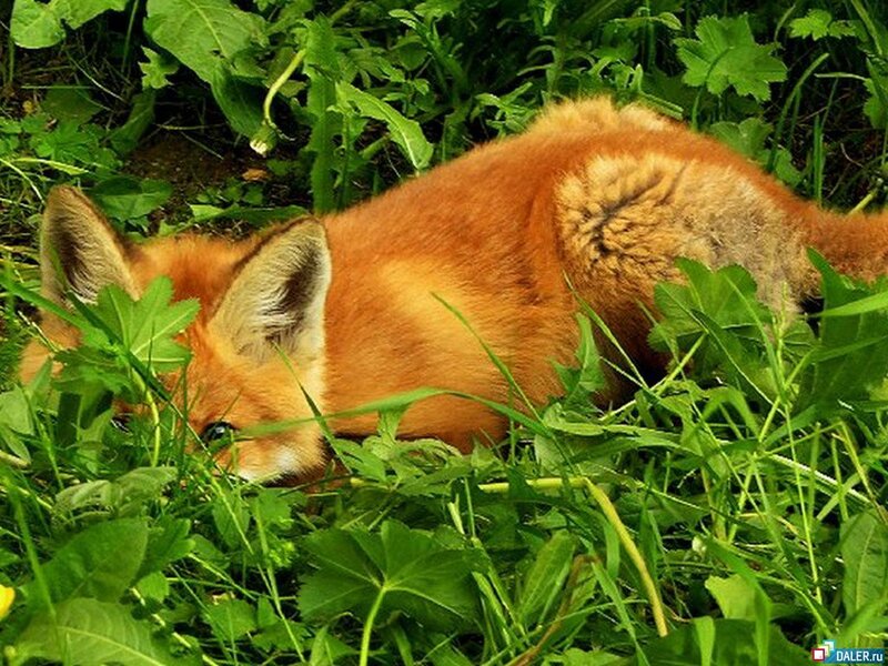 Red Fox Kit in Grass — Orange