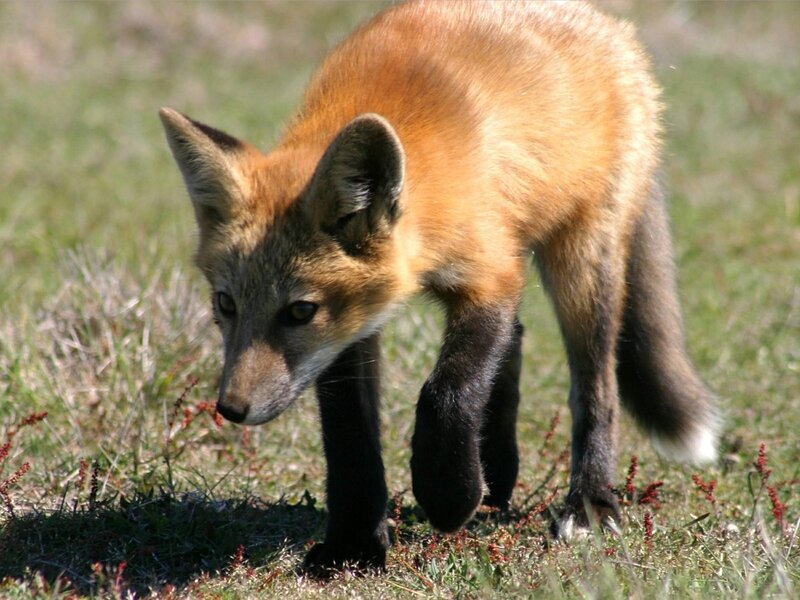 Red fox kit in grass