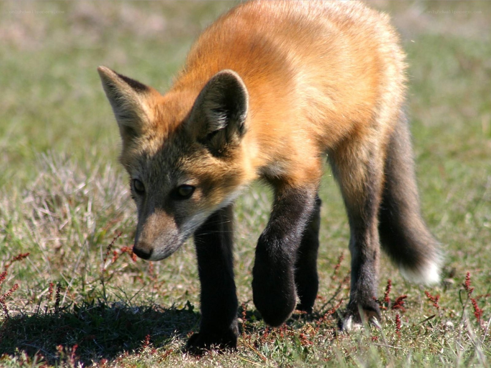 Red fox kit in grass