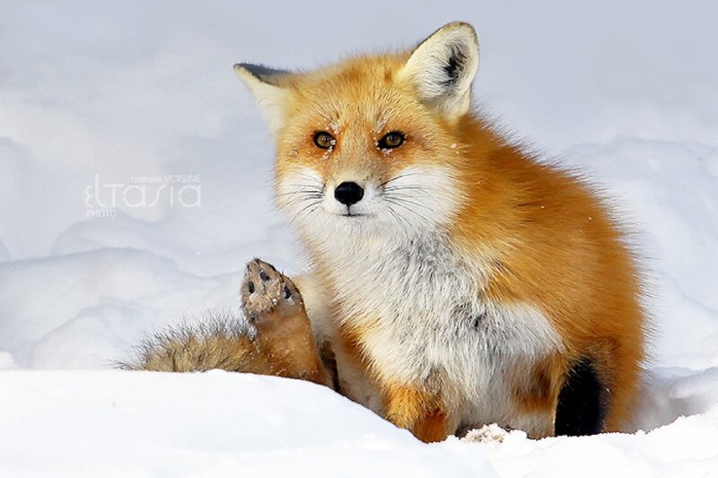 Red Fox Kit in Snow — Orange