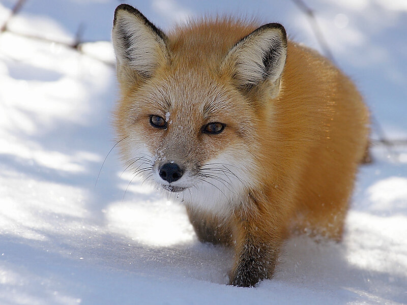Red Fox Kit in Snow