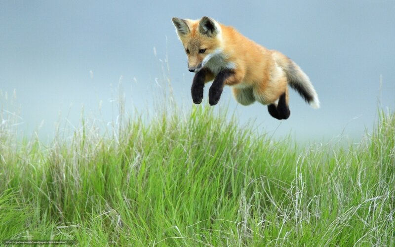 Red Fox Kit Jumping