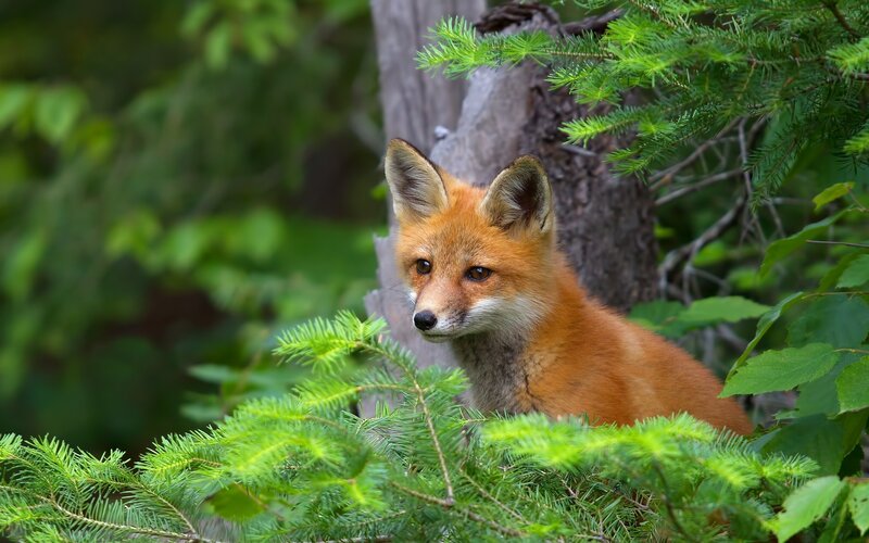 Red Fox Kit — Orange, Alert, Afternoon, Photograph