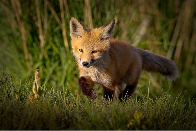 Red Fox Kit — Orange, Alert, Afternoon
