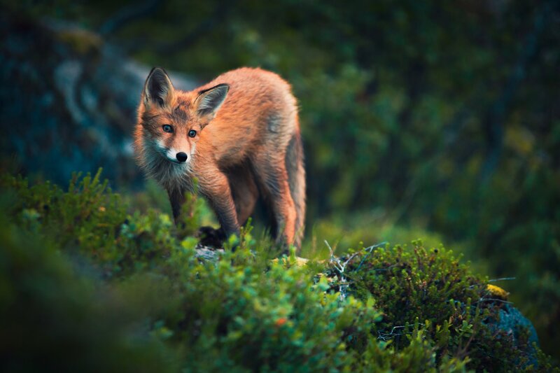 Red Fox Kit — Orange, Alert, Night