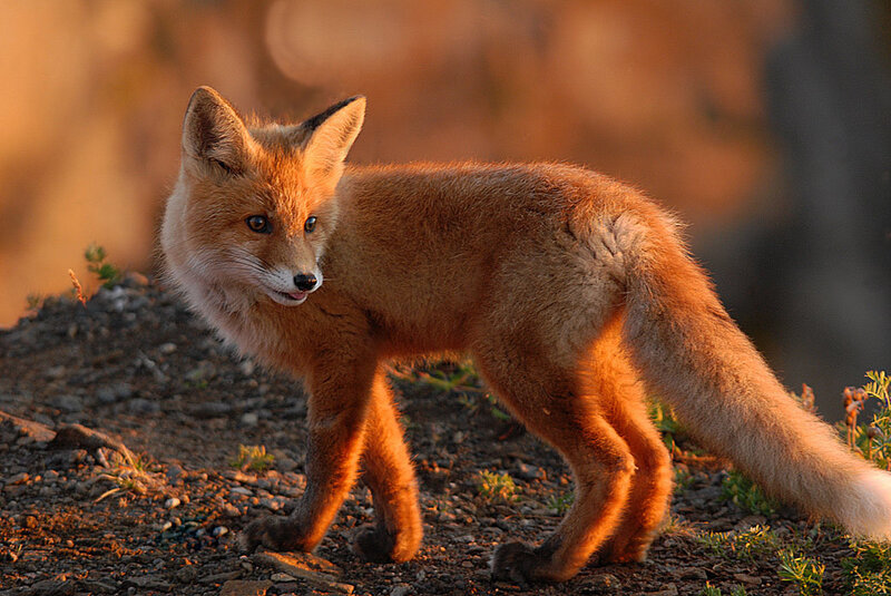 Red Fox Kit — Orange, Alert