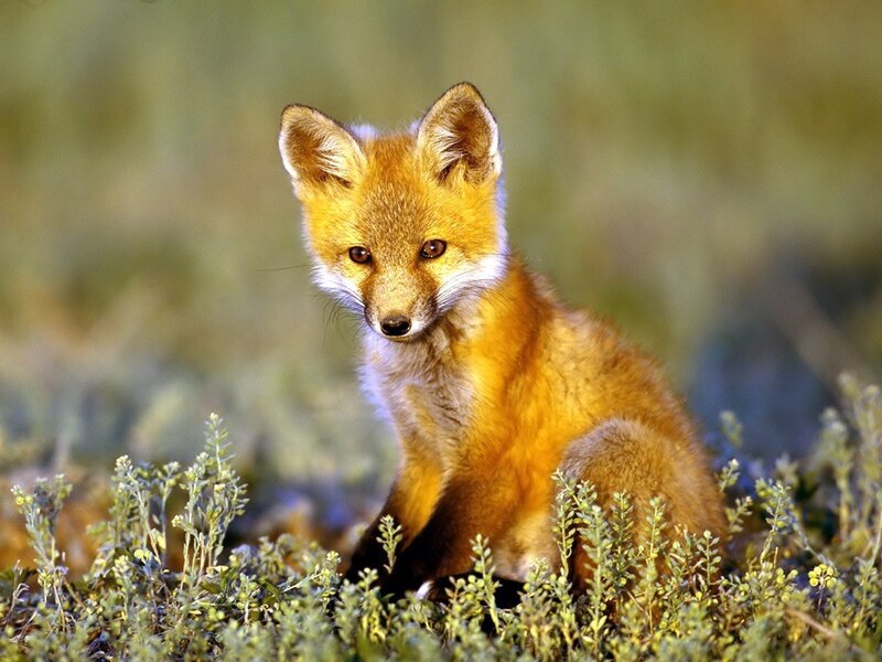 Red Fox Kit — Orange, Calm, Afternoon, Photograph, Grass, Plants