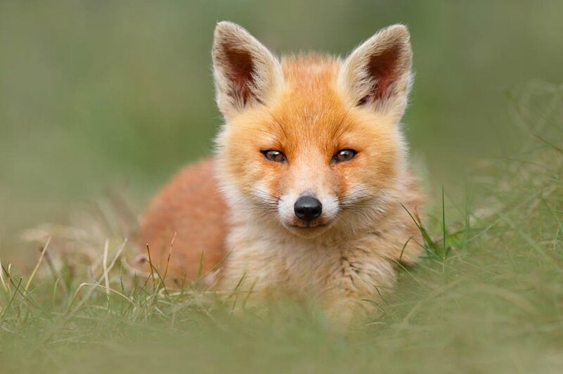 Red Fox Kit — Orange, Calm, Afternoon, Photograph, Grass