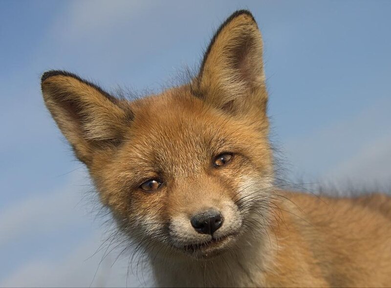 Red Fox Kit — Orange, Calm, Afternoon, Photograph