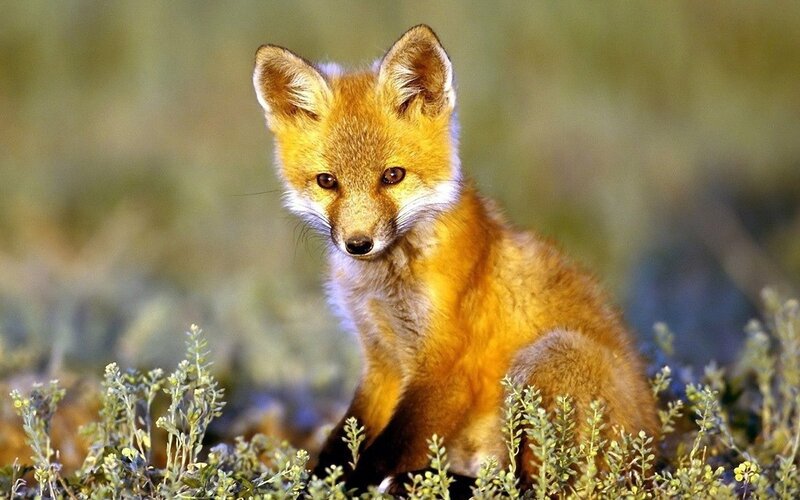 Red Fox Kit — Orange, Calm, Afternoon