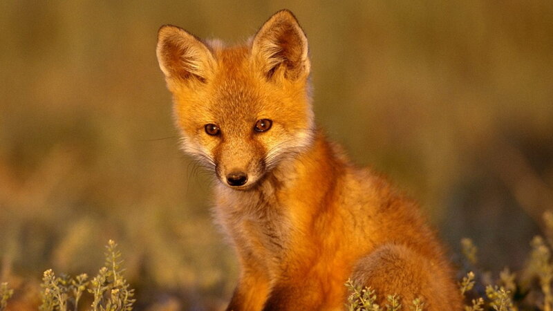 Red Fox Kit — Orange, Calm, Sunset