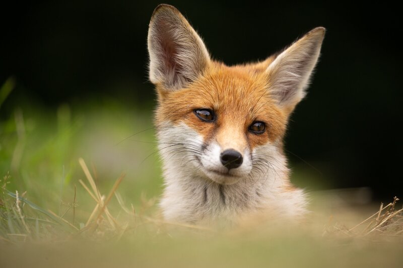 Red Fox Kit — Orange, Curious, Afternoon, Photograph