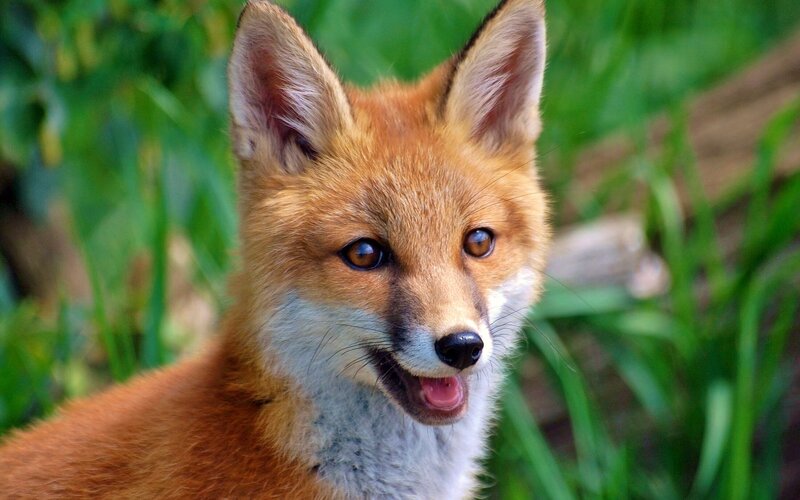 Red Fox Kit — Orange, Curious, Afternoon