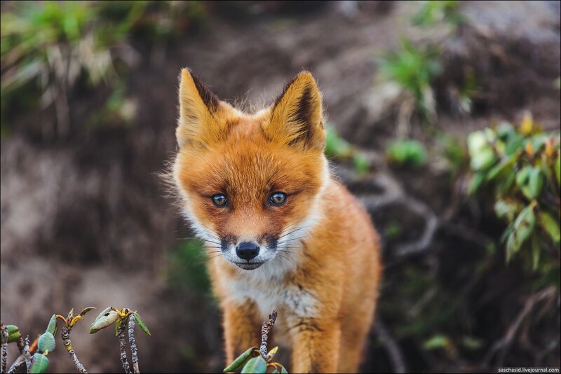Red Fox Kit — Orange, Curious, Photograph, Plants