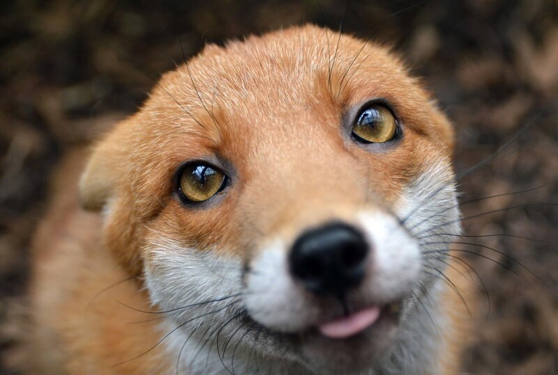 Red Fox Kit — Orange, Curious, Photograph
