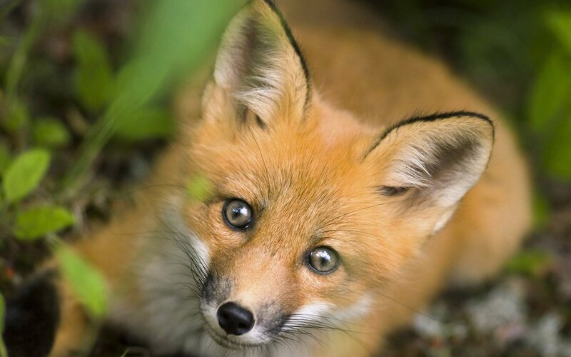 Red Fox Kit — Orange, Curious, Summer