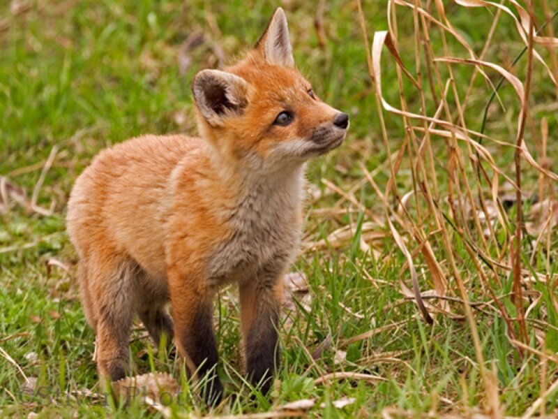 Red Fox Kit — Orange, Curious