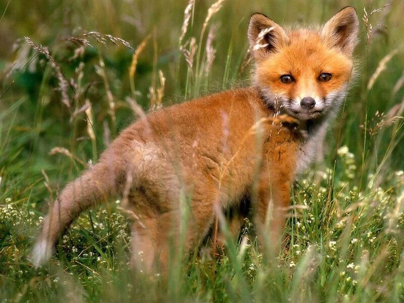 Red Fox Kit — Orange